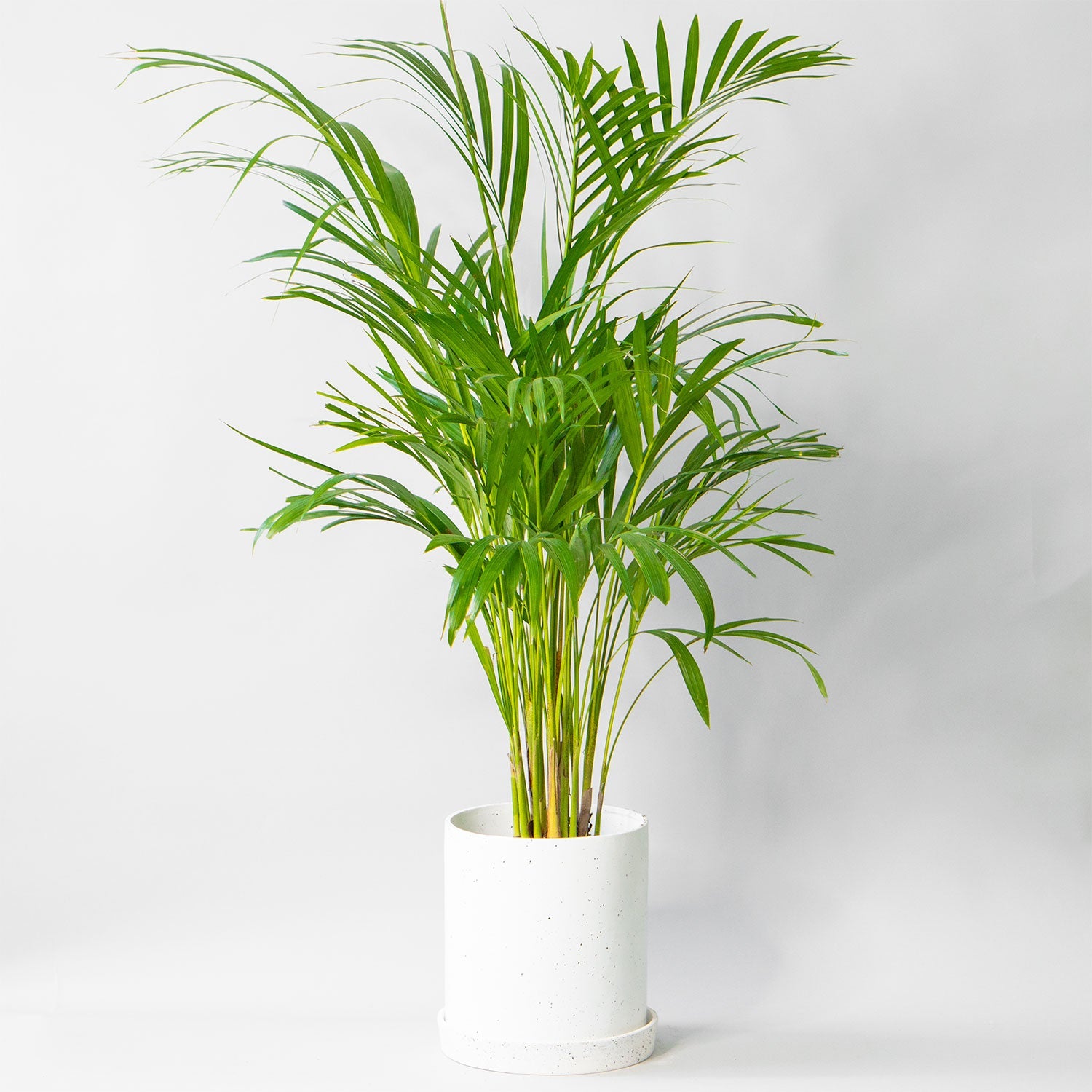 Large Potted Seifrizzi Palm Chamaedorea - Best Quality Easy-Care Floor Houseplant Seifrizzi Palm Chamaedorea 6” - Buy repotted pet friendly big indoor plant Seifrizzi Palm Chamaedorea for delivery at Planteia