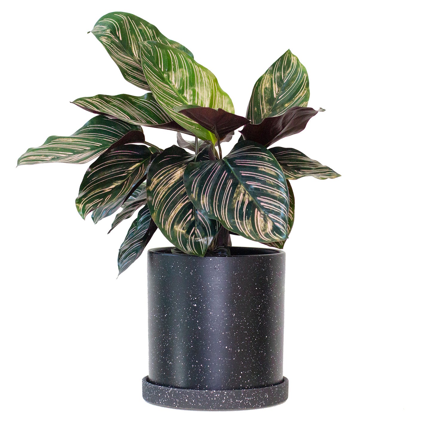 calathea ornata prayer plant Calathea Ornata | Pinstripe Calathea in 6” Pot | Easy-Care Calathea Sanderiana for sale | Pet Friendly Houseplant
