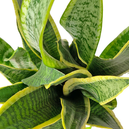 Leaves of Potted Snake Plant Laurentii - Best Quality Easy-Care Houseplant Snake Plant Laurentii 6” - Buy repotted indoor plant Sansevieria Laurentii for delivery at Planteia