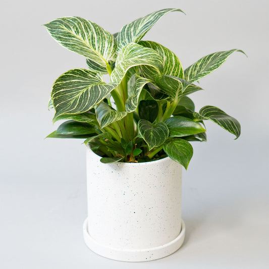 Potted Houseplant Phillodendron Birkin 6” - Buy repotted easy-care indoor plant Philodendron Birkin for delivery at Planteia