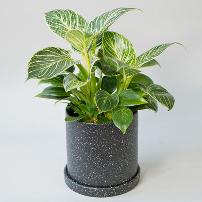 Potted Houseplant Phillodendron Birkin 6” - Buy repotted easy-care indoor plant Philodendron Birkin for delivery at Planteia