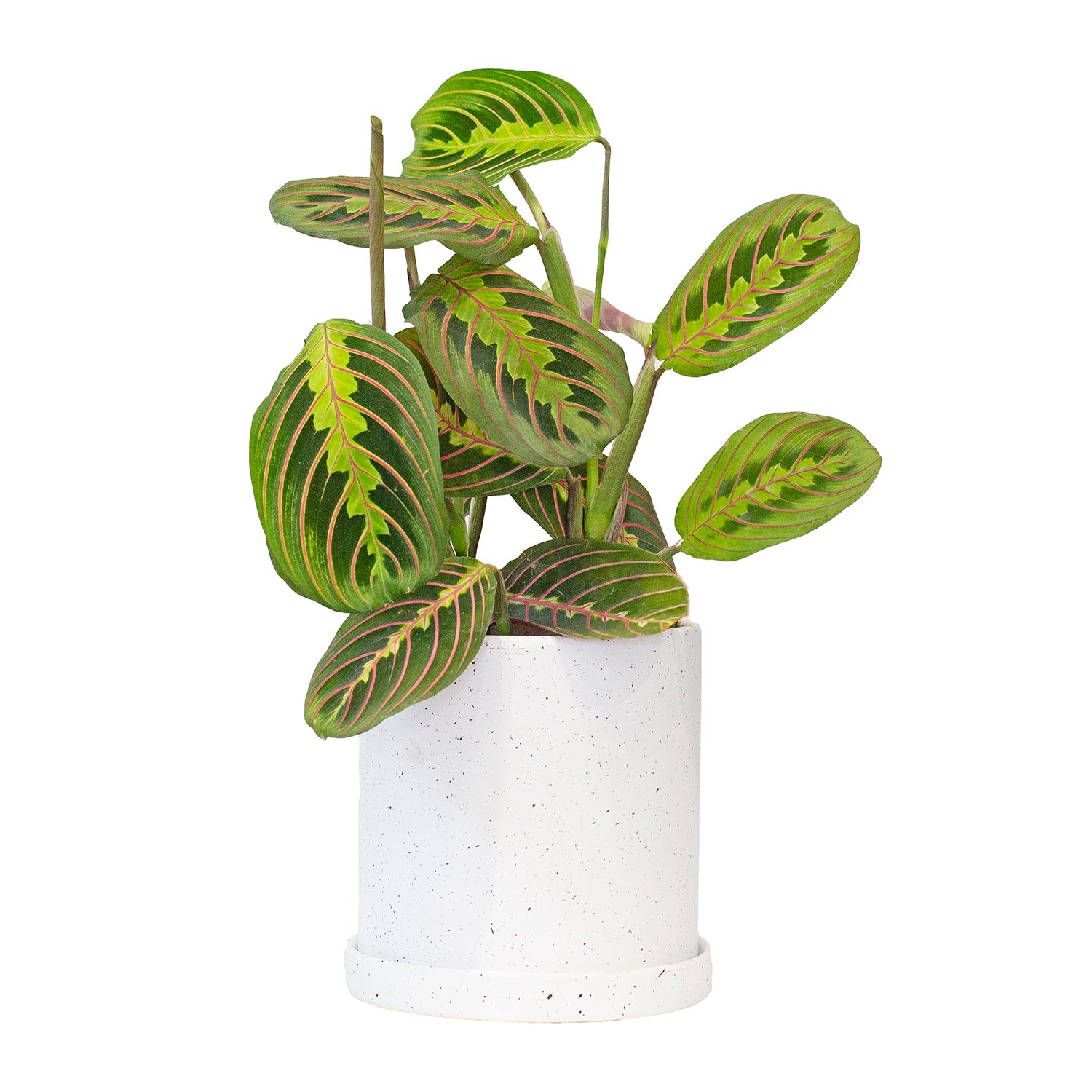 Potted Prayer Plant - Best Quality Easy-Care Houseplant Maranta Tricolor 6” - Buy repotted indoor plant Maranta Red Prayer for delivery at Planteia