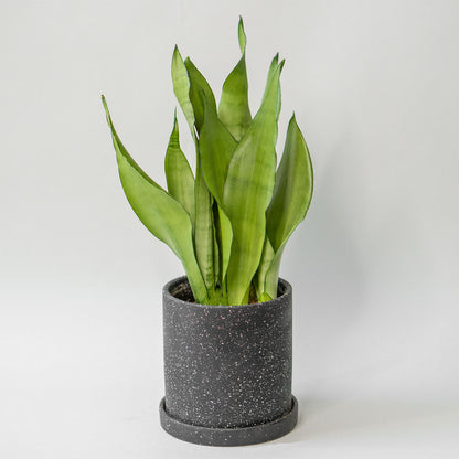 snake plant buy canada Sansevieria Moonshine | Moonshine Snake Plant in 6” Pot | Easy-Care Trifasciata Moonshine for sale | Houseplant for delivery