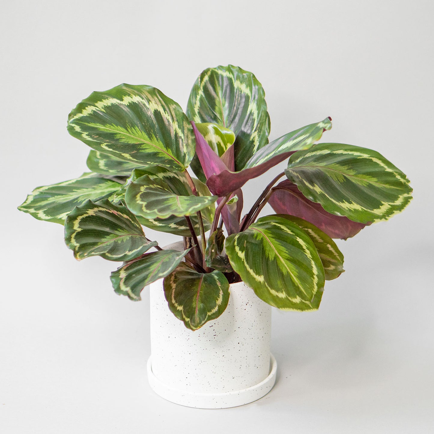 Potted Prayer Plant - Top quality Houseplant Calathea Medallion 6” - Buy repotted indoor plant Calathea Medallion Roseopicta for delivery at Planteia