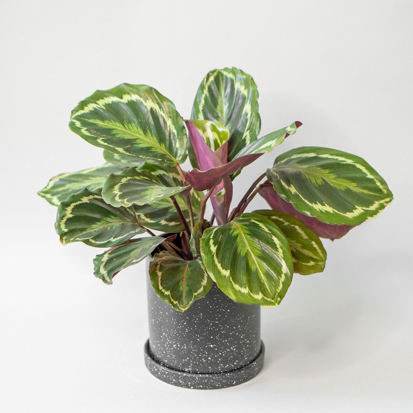 Potted Prayer Plant - Best quality Houseplant Calathea Medallion 6” - Buy repotted indoor plant Calathea Medallion Roseopicta for delivery at Planteia
