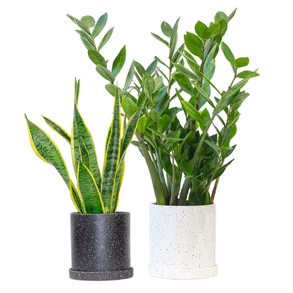 Set of Potted Easy-Care Houseplants Simple - Bundle of Lush Easy-Care Plants Snake Plant Laurentii & ZZ Plant Zamioculcas 6” - Buy set of repotted easy-care indoor plants Snake Plant Laurentii & ZZ Plant for delivery at Planteia