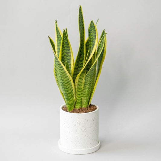 Potted Snake Plant Laurentii - Best Quality Easy-Care Houseplant Snake Plant Laurentii 6” - Buy repotted indoor plant Sansevieria Laurentii for delivery at Planteia