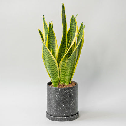 Potted Snake Plant Laurentii - Best Quality Easy-Care Houseplant Snake Plant Laurentii 6” - Buy repotted indoor plant Sansevieria Laurentii for delivery at Planteia