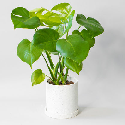 Potted Monstera Swiss Cheese - Best Quality Easy-Care Houseplant Monstera Deliciosa 6” - Buy repotted indoor plant Monstera Deliciosa Swiss Cheese for delivery at Planteia