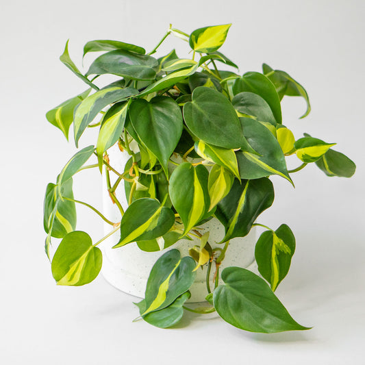 Potted Easy-Care Houseplant Phillodendron Scandens Brasil 6” - Buy repotted easy-care indoor plant Philodendron Scandens Brasil for delivery at Planteia