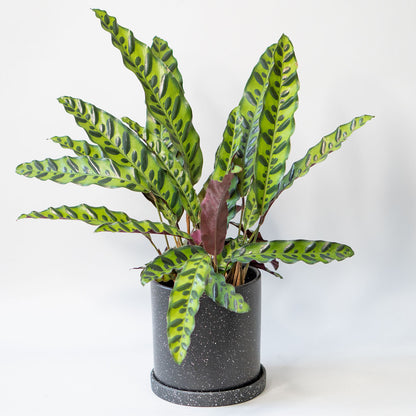 calathea snake plant care Rattle Snake Plant | Calathea Lancifolia in 4.5” Pot | Easy-Care repotted Calathea Rattlesnake for sale