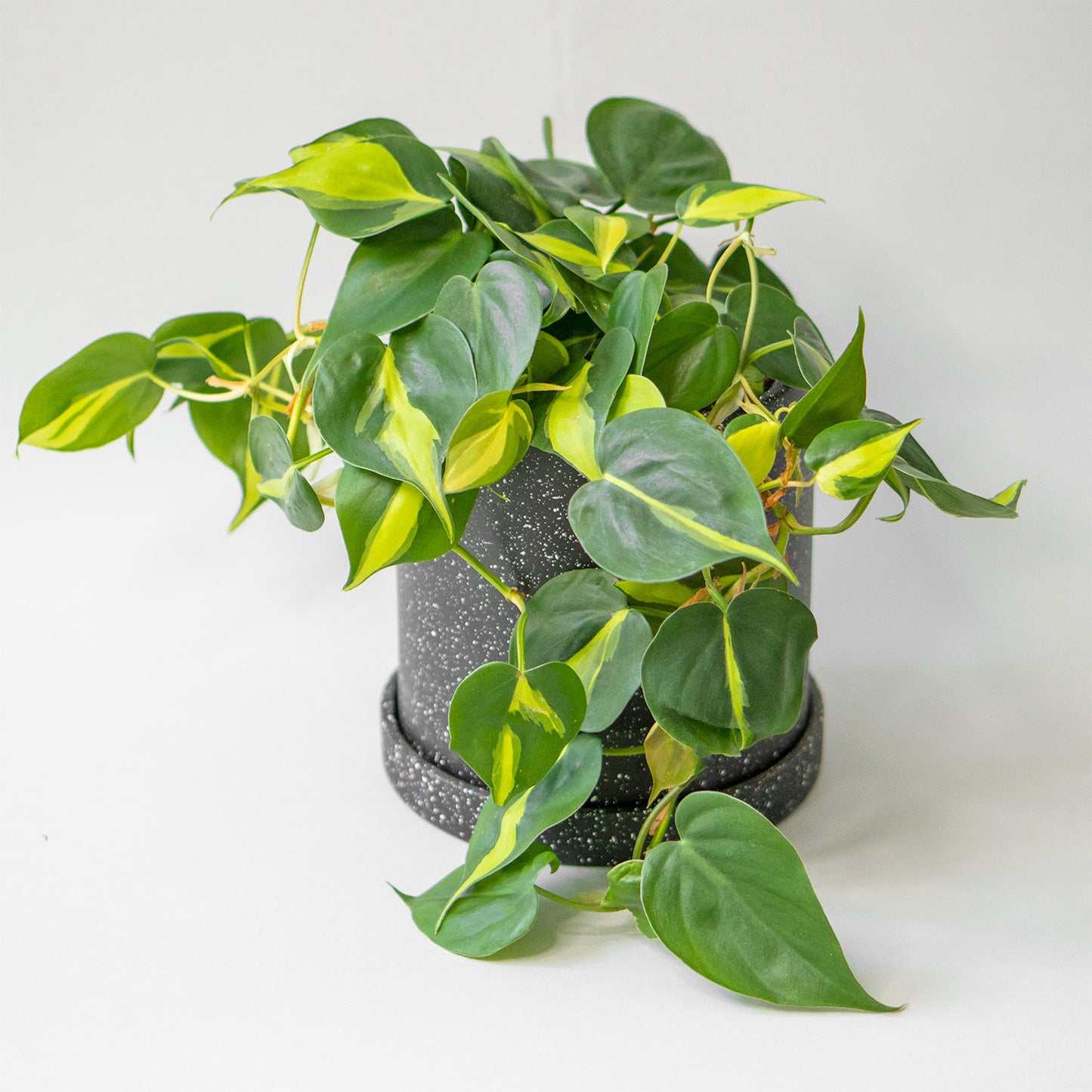 Potted Easy-Care Houseplant Phillodendron Scandens Brasil 6” - Buy repotted easy-care indoor plant Philodendron Scandens Brasil for delivery at Planteia