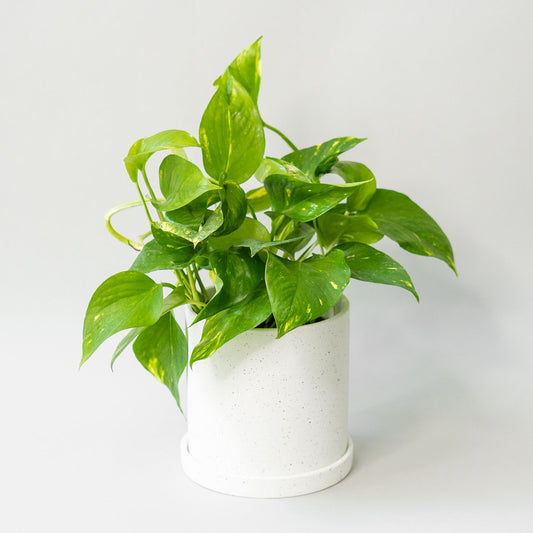 Potted Pothos Golden - Best Quality Easy-Care Trailing Houseplant Pothos Golden 6” - Buy repotted easy-care indoor plant Pothos Golden for delivery at Planteia
