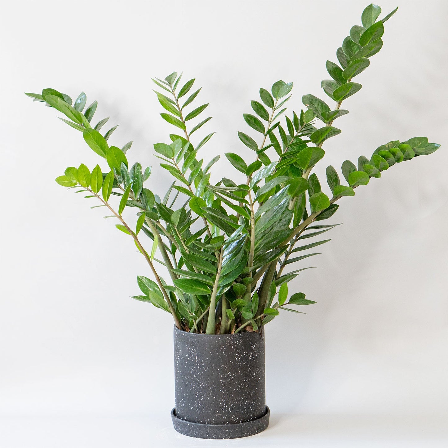 Large Potted ZZ Plant Zamioculcas - Best Quality Easy-Care Floor Houseplant Zamioculcas Zamiifolia 10” - Buy repotted big indoor plant ZZ Plant Zamioculcas for delivery at Planteia