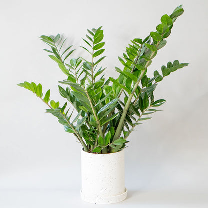 Large Potted ZZ Plant Zamioculcas - Best Quality Easy-Care Floor Houseplant Zamioculcas Zamiifolia 10” - Buy repotted big indoor plant ZZ Plant Zamioculcas for delivery at Planteia