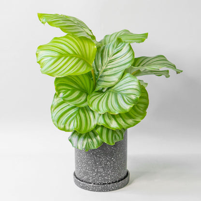 Potted Prayer Plant - Top Quality Houseplant Calathea Orbifolia 6” - Buy repotted indoor plant Calathea Orbifolia for delivery at Planteia
