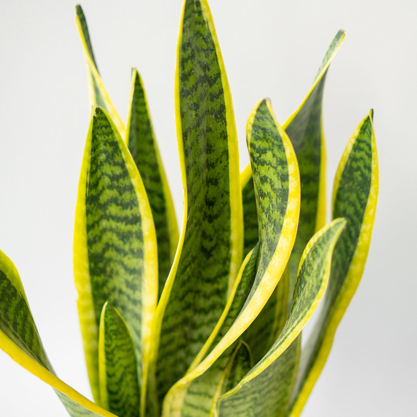 Leaves of Potted Snake Plant Laurentii - Best Quality Easy-Care Houseplant Snake Plant Laurentii 6” - Buy repotted indoor plant Sansevieria Laurentii for delivery at Planteia