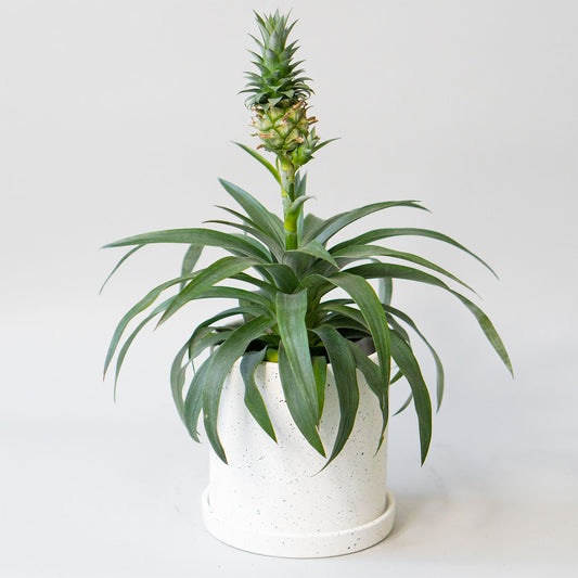 Potted Fruit Houseplant Pineapple 6” - Buy repotted indoor plant Pineapple for delivery at Planteia