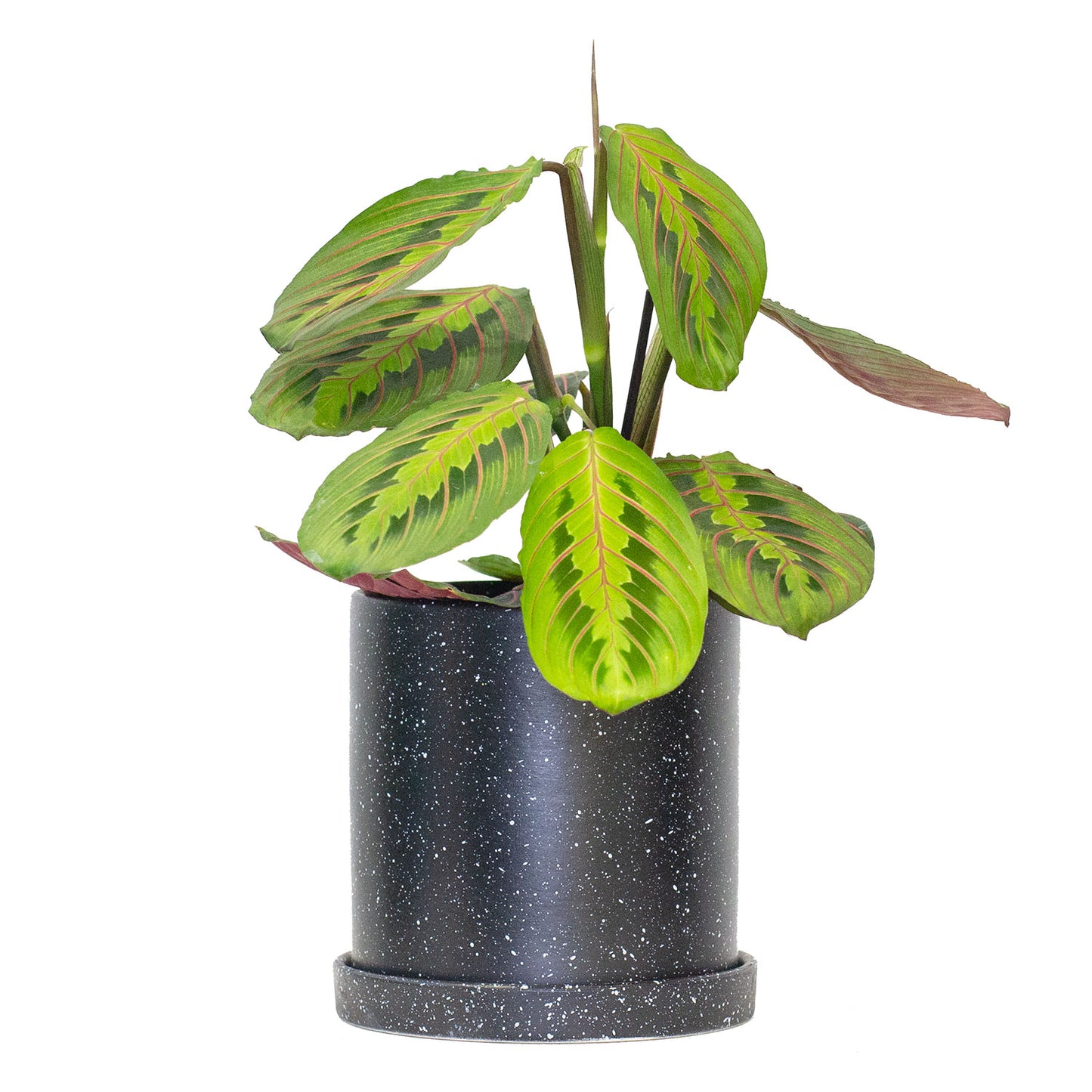 Set of Potted Easy-Care Lush Houseplants - Bundle of Lush Easy-Care Plants Philodendron Scandens Brasil & Chinese Evergreen & Maranta Tricolor 6” - Buy set of repotted easy-care indoor plants for delivery at Planteia