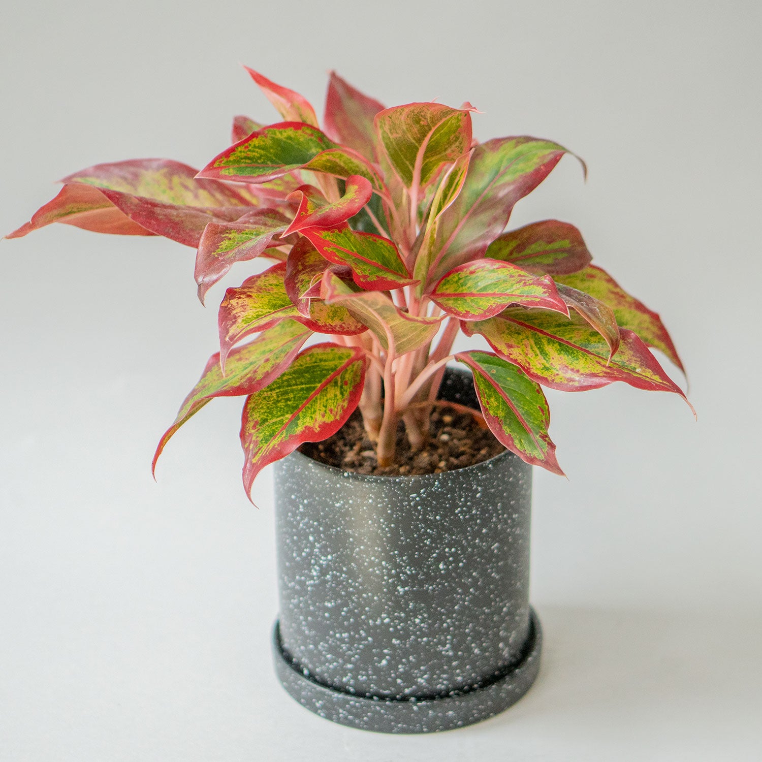 Potted Easy-Care Chinese Evergreen - Shop Houseplant Aglaonema Crete Red Valentine 6” - Buy repotted indoor plant Chinese Evergreen for delivery at Planteia