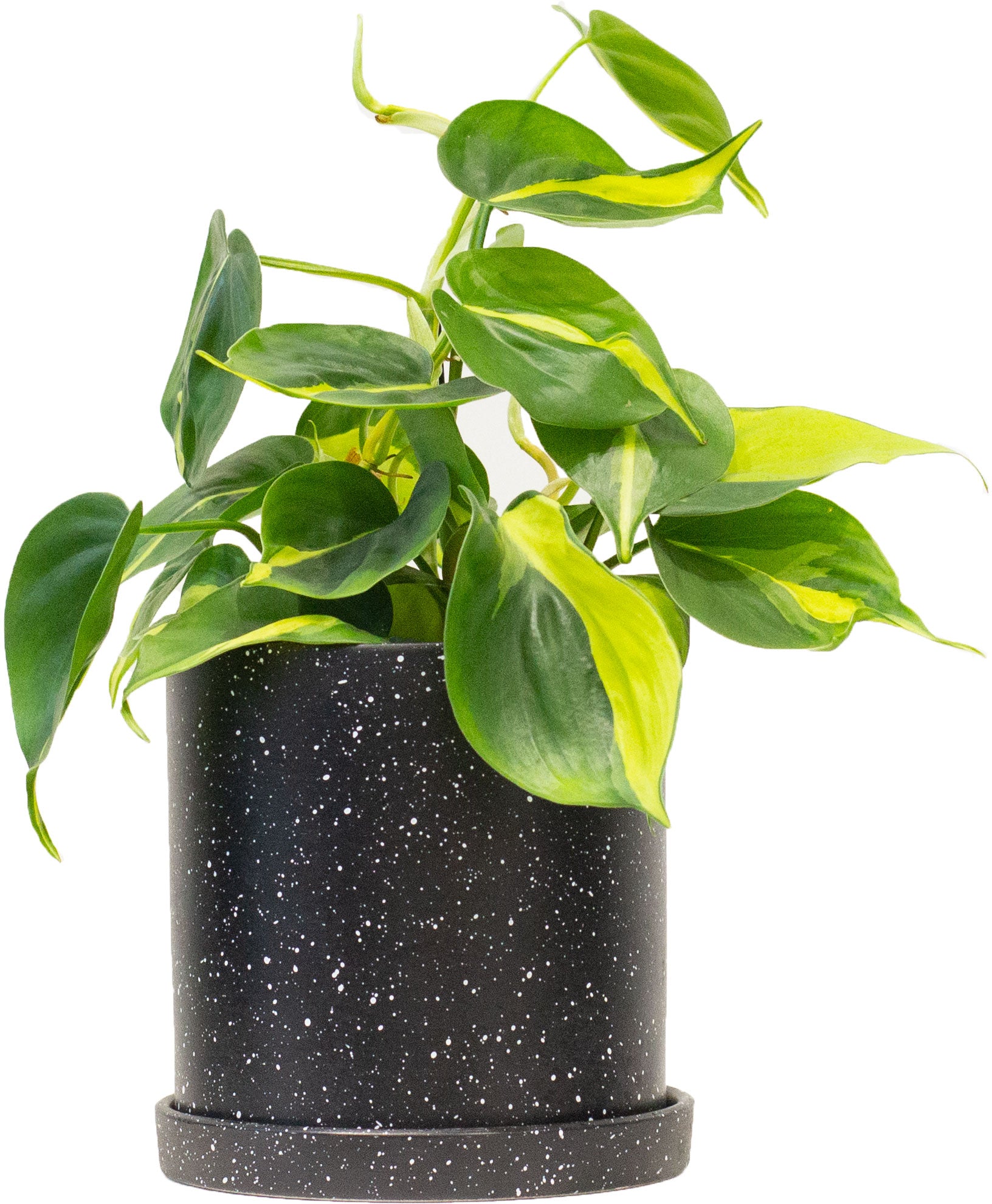 Set of Potted Easy-Care Lush Houseplants - Bundle of Lush Easy-Care Plants Philodendron Scandens Brasil & Chinese Evergreen & Maranta Tricolor 6” - Buy set of repotted easy-care indoor plants for delivery at Planteia