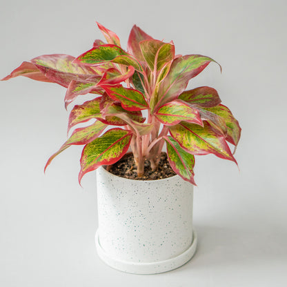Potted Easy-Care Chinese Evergreen - Shop Houseplant Aglaonema Crete Red Valentine 6” - Buy repotted indoor plant Chinese Evergreen for delivery at Planteia