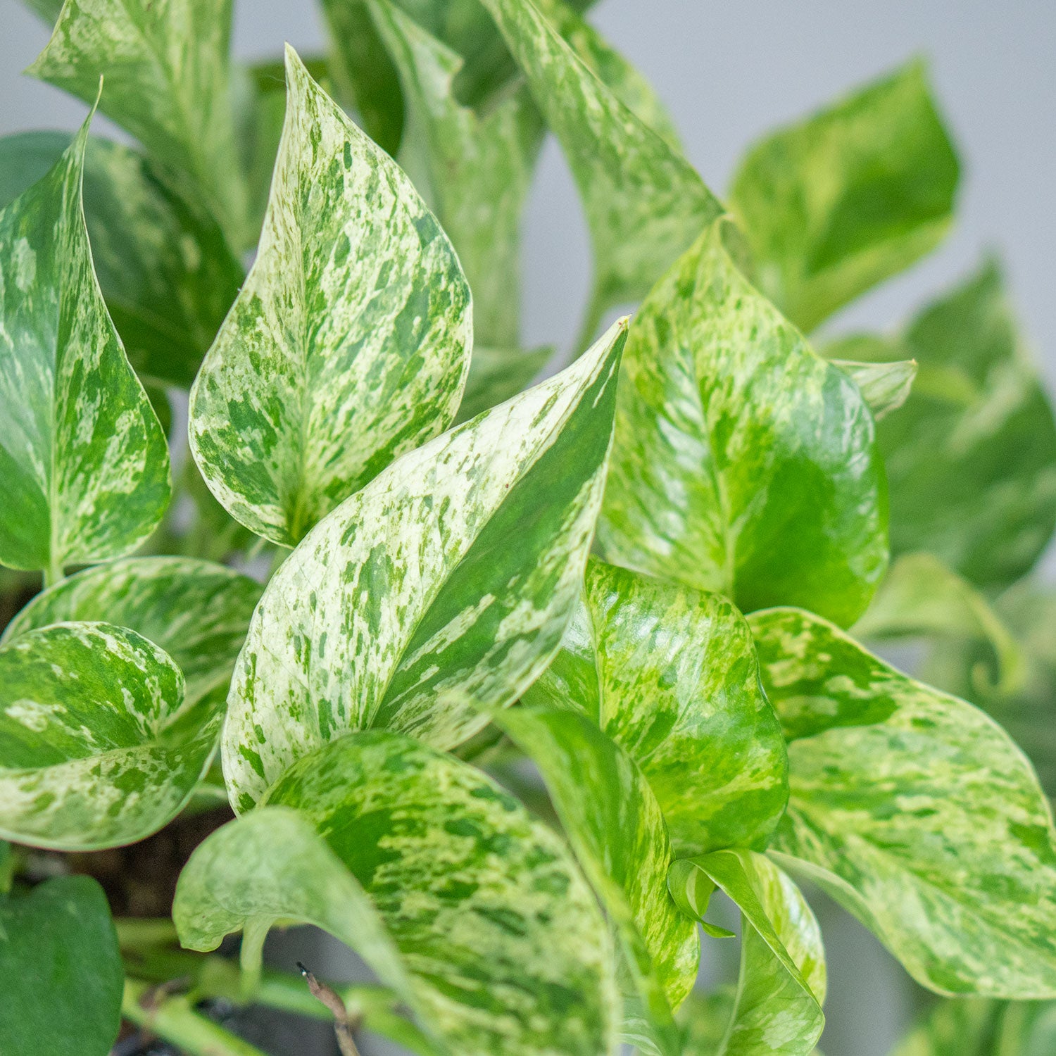 Leaves of Potted Pothos Marble Queen - Best Quality Easy-Care Trailing Houseplant Pothos Marble Queen 6” - Buy repotted easy-care indoor plant Pothos White Marble for delivery at Planteia