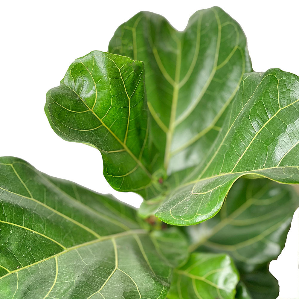 Leaves of large Potted Fiddle Leaf Fig Bush - Shop Floor Houseplant Fiddle Leaf Fig Bush 10” - Buy repotted big indoor plant Ficus Lyrata Bush for delivery at Planteia