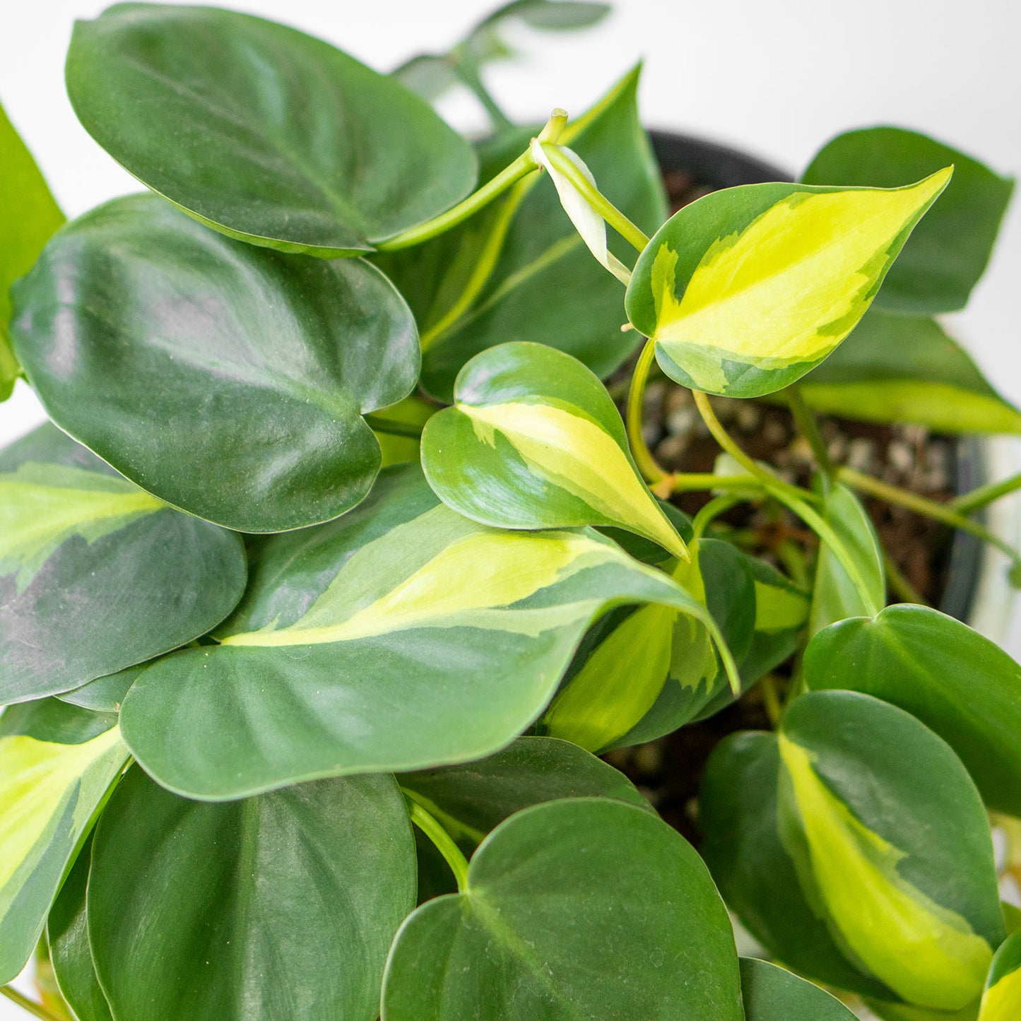 Leaves of Potted Easy-Care Houseplant Phillodendron Scandens Brasil 6” - Buy repotted easy-care indoor plant Philodendron Scandens Brasil for delivery at Planteia