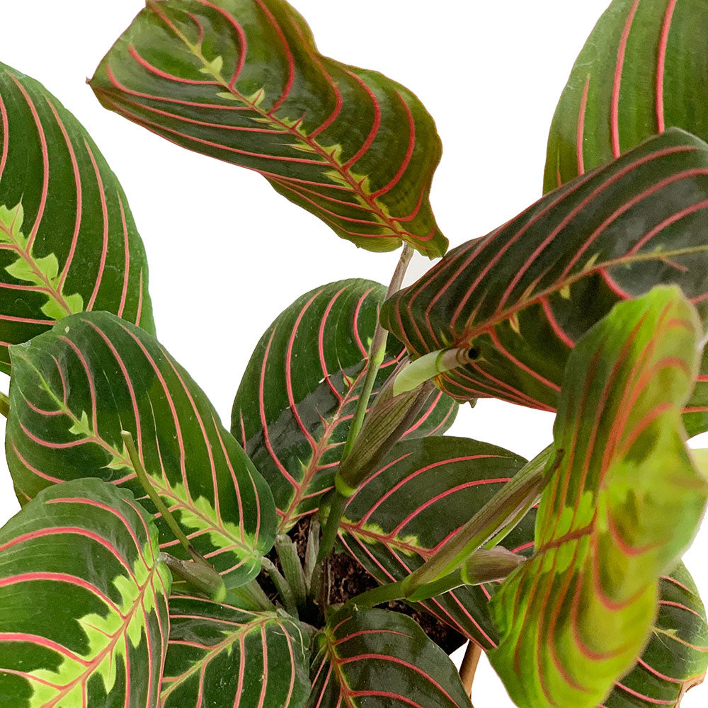Leaves of Potted Prayer Plant - Best Quality Easy-Care Houseplant Maranta Tricolor 6” - Buy repotted indoor plant Maranta Red Prayer for delivery at Planteia