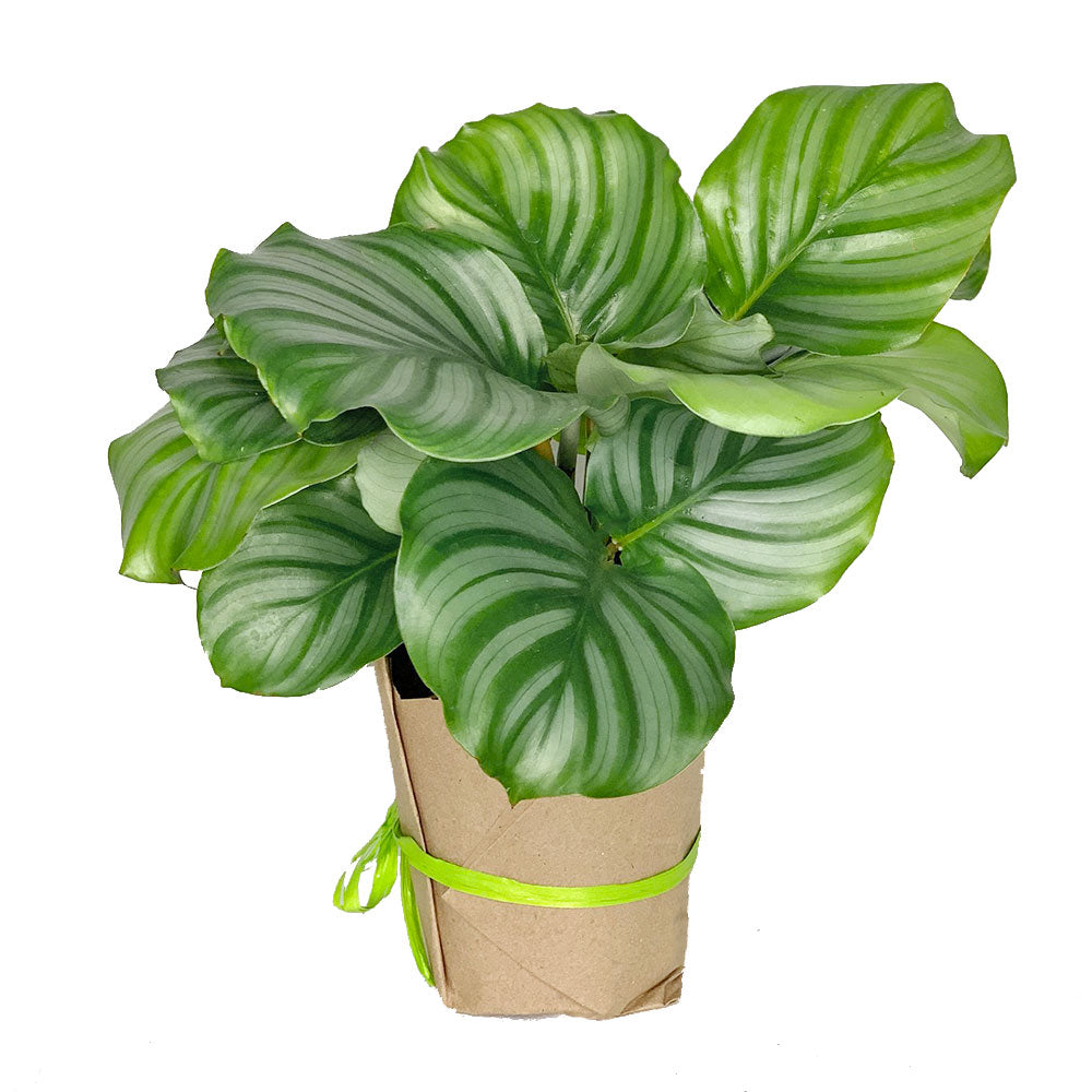 Potted Prayer Plant - Shop Houseplant Calathea Orbifolia 6” - Buy repotted indoor plant Calathea Orbifolia for delivery at Planteia