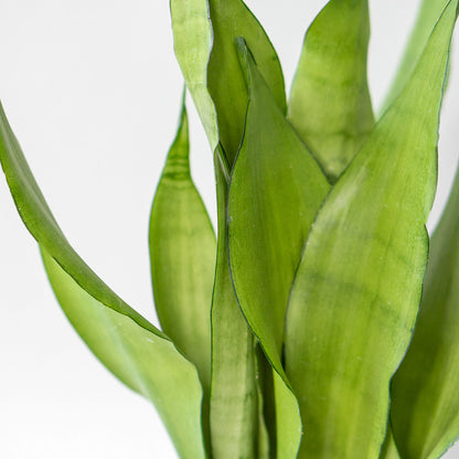 sansevieria moonshine brazilian Sansevieria Moonshine | Moonshine Snake Plant in 6” Pot | Easy-Care Trifasciata Moonshine for sale | Houseplant for delivery
