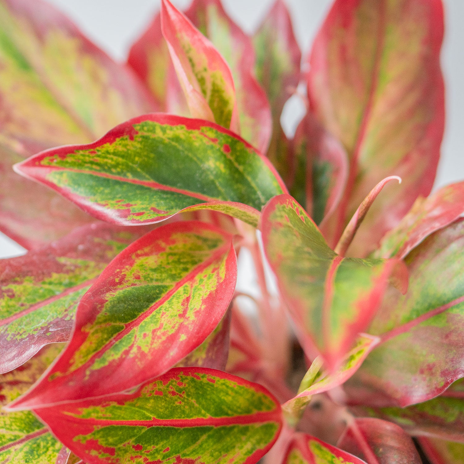 Leaves of potted Easy-Care Chinese Evergreen - Shop Houseplant Aglaonema Crete Red Valentine 6” - Buy repotted indoor plant Chinese Evergreen for delivery at Planteia