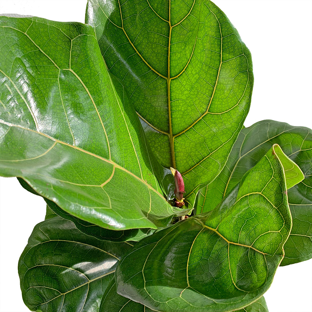 Leaves of Large Potted Fiddle Leaf Fig Bush - Shop Floor Houseplant Fiddle Leaf Fig Bush 10” - Buy repotted big indoor plant Ficus Lyrata Bush for delivery at Planteia