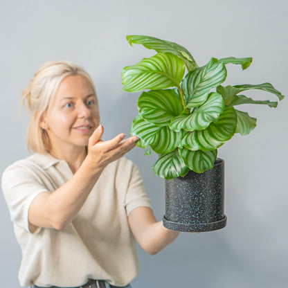 Potted Prayer Plant - Best Quality Houseplant Calathea Orbifolia 6” - Buy repotted indoor plant Calathea Orbifolia for delivery at Planteia