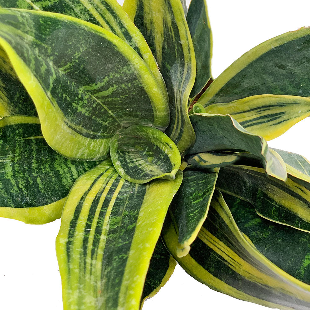 Leaves of Snake Plant - Set of Potted Easy-Care Houseplants - Bundle of Lush Easy-Care Plants Snake Plant Laurentii & ZZ Plant Zamioculcas 6” - Buy set of repotted easy-care indoor plants Snake Plant Laurentii & ZZ Plant for delivery at Planteia