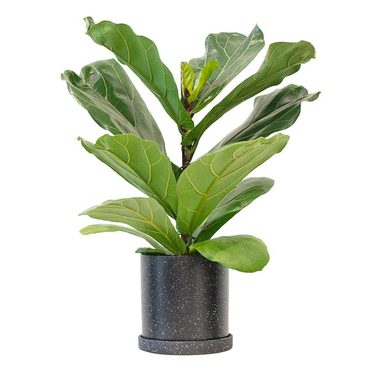 Potted Fiddle Leaf Fig - Shop Houseplant Fiddle Leaf Fig 6” - Buy repotted indoor plant Ficus Lyrata for delivery at Planteia