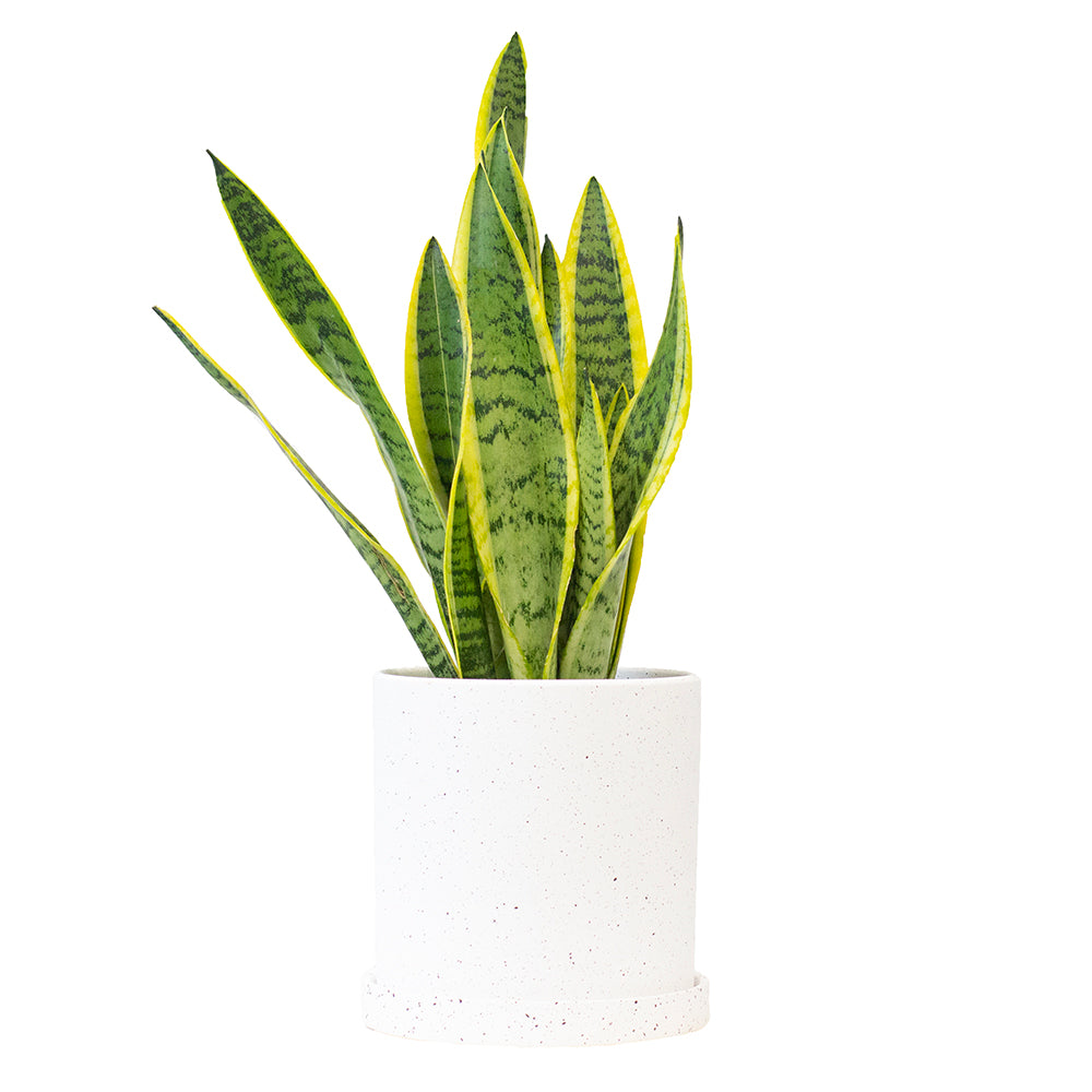 Set of Potted Easy-Care Houseplants - Bundle of Lush Easy-Care Plants Snake Plant Laurentii & ZZ Plant Zamioculcas 6” - Buy set of repotted easy-care indoor plants Snake Plant Laurentii & ZZ Plant for delivery at Planteia