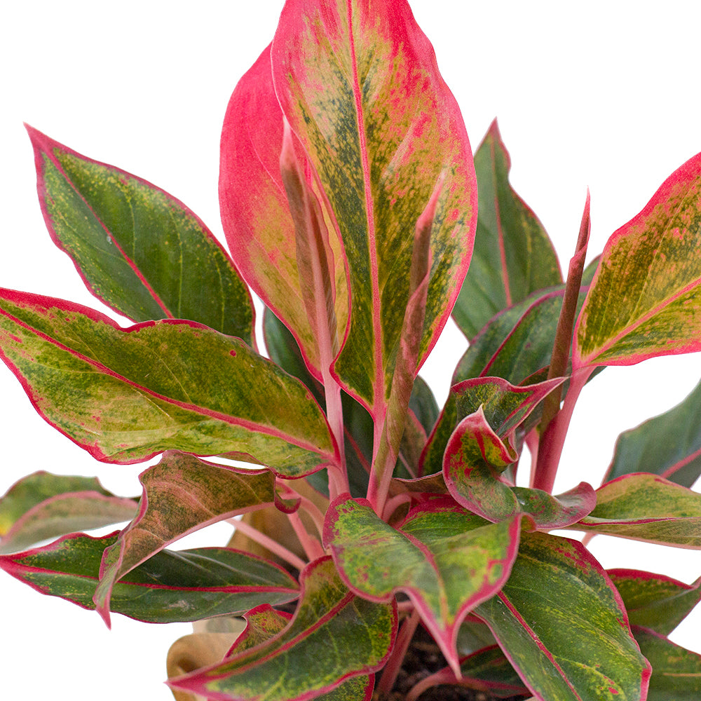 Leaves of Potted Easy-Care Chinese Evergreen - Shop Houseplant Aglaonema Crete Red Valentine 6” - Buy repotted indoor plant Chinese Evergreen for delivery at Planteia