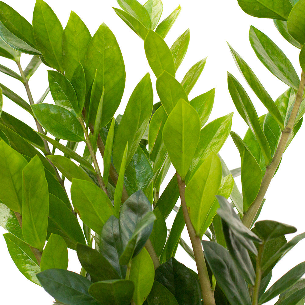 Leaves of Large Potted ZZ Plant Zamioculcas - Best Quality Easy-Care Floor Houseplant Zamioculcas Zamiifolia 10” - Buy repotted big indoor plant ZZ Plant Zamioculcas for delivery at Planteia