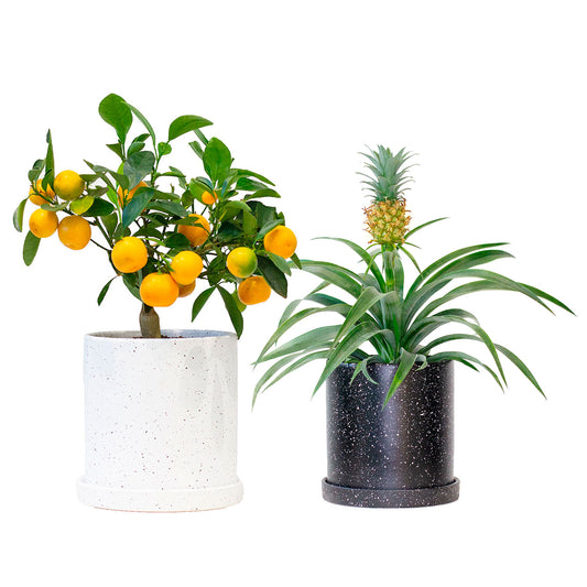 Set of Potted Fruit Houseplants Juicy - Bundle of Fruit Plants Citrus Calamondin & Pineapple 6” - Buy set of repotted indoor plants Citrus Calamansi & Pineapple for delivery at Planteia