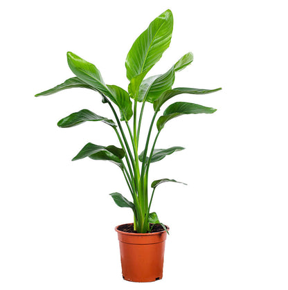 Large Potted White Bird of Paradise - Best Quality Floor Tropical Houseplant Strelitzia Nicolaii 10” - Buy repotted big indoor plant White Bird of Paradise for delivery at Planteia