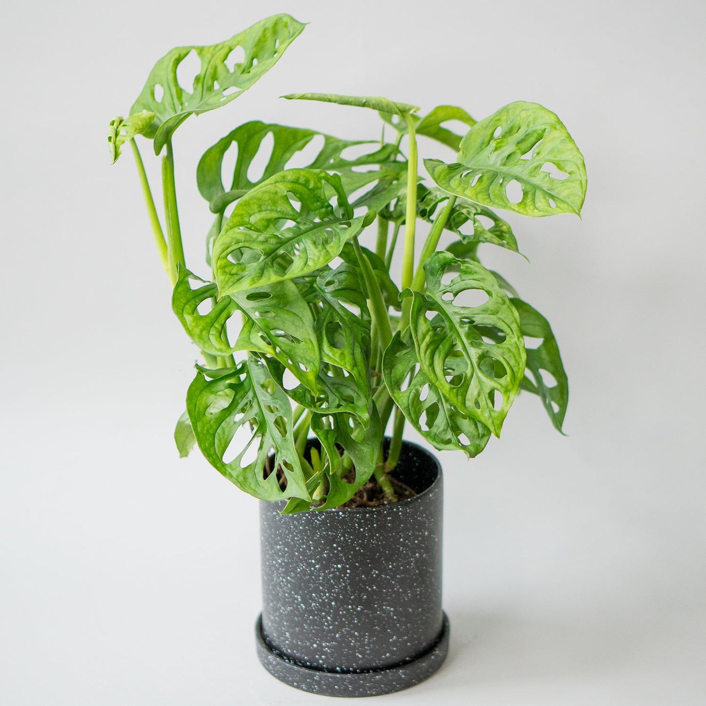 Potted Monstera Swiss Cheese - Best Quality Easy-Care Houseplant Monstera Adansonii Obliqua 6” - Buy repotted indoor plant Monstera Adansonii Swiss Cheese for delivery at Planteia