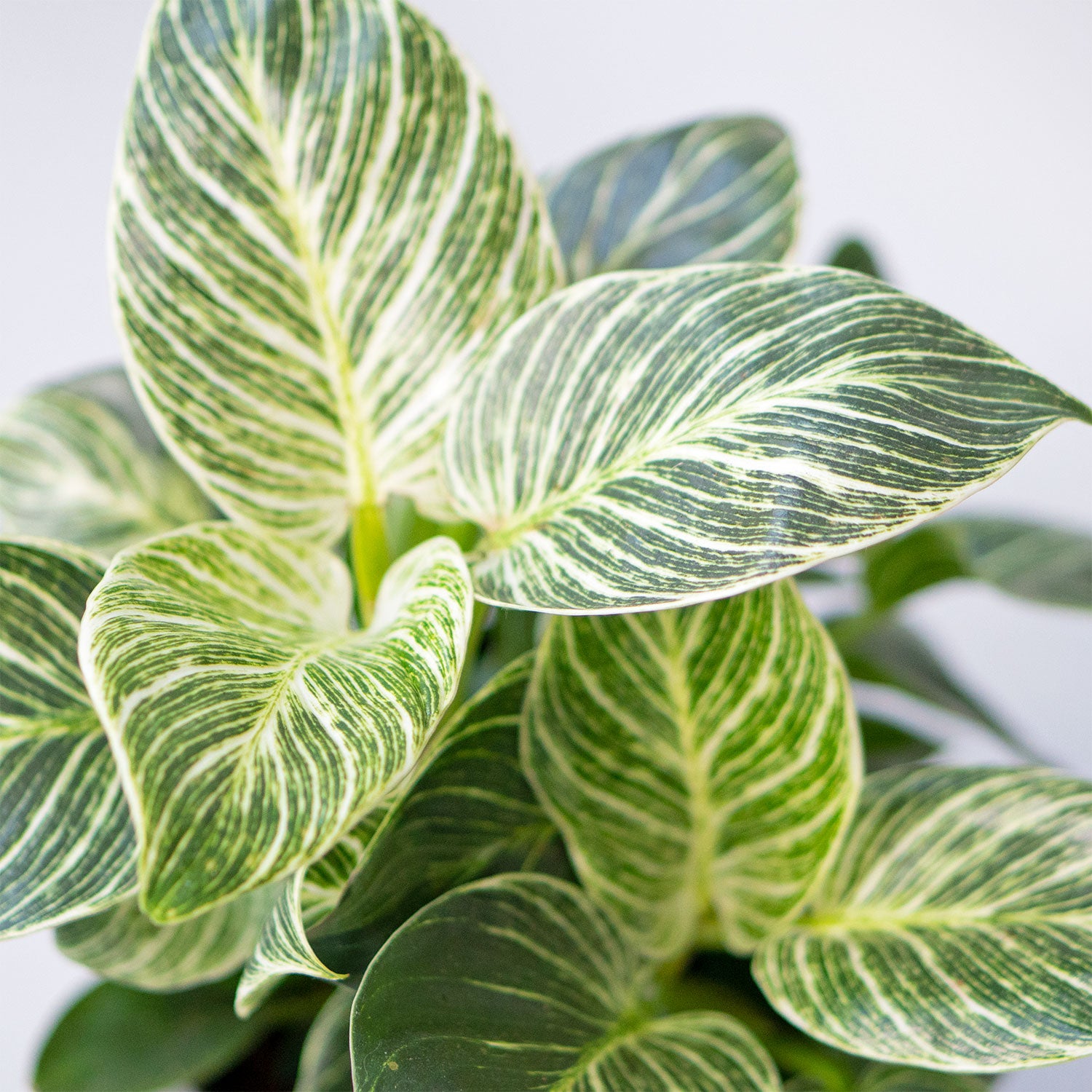 Leaves of Potted Houseplant Phillodendron Birkin 6” - Buy repotted easy-care indoor plant Philodendron Birkin for delivery at Planteia