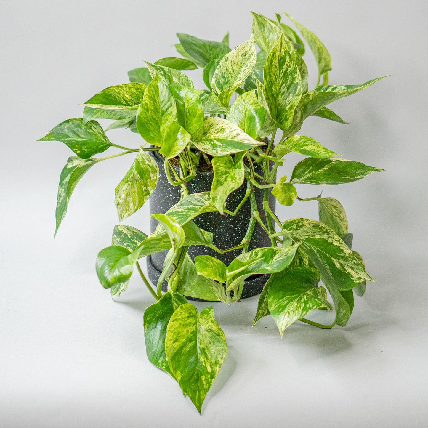 Potted Pothos Marble Queen - Best Quality Easy-Care Trailing Houseplant Pothos Marble Queen 6” - Buy repotted easy-care indoor plant Pothos White Marble for delivery at Planteia