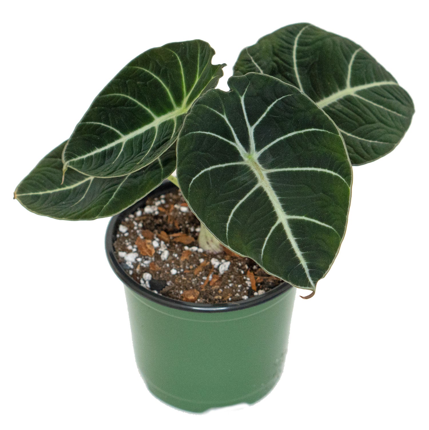 Potted rare plant Alocasia Black Velvet 4” Pot - Buy rare Alocasia Black Velvet at Planteia