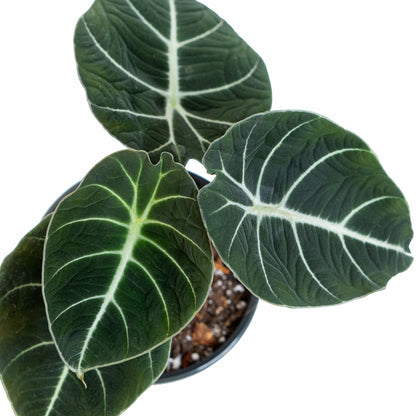 Leaves of potted rare houseplant Alocasia Black Velvet