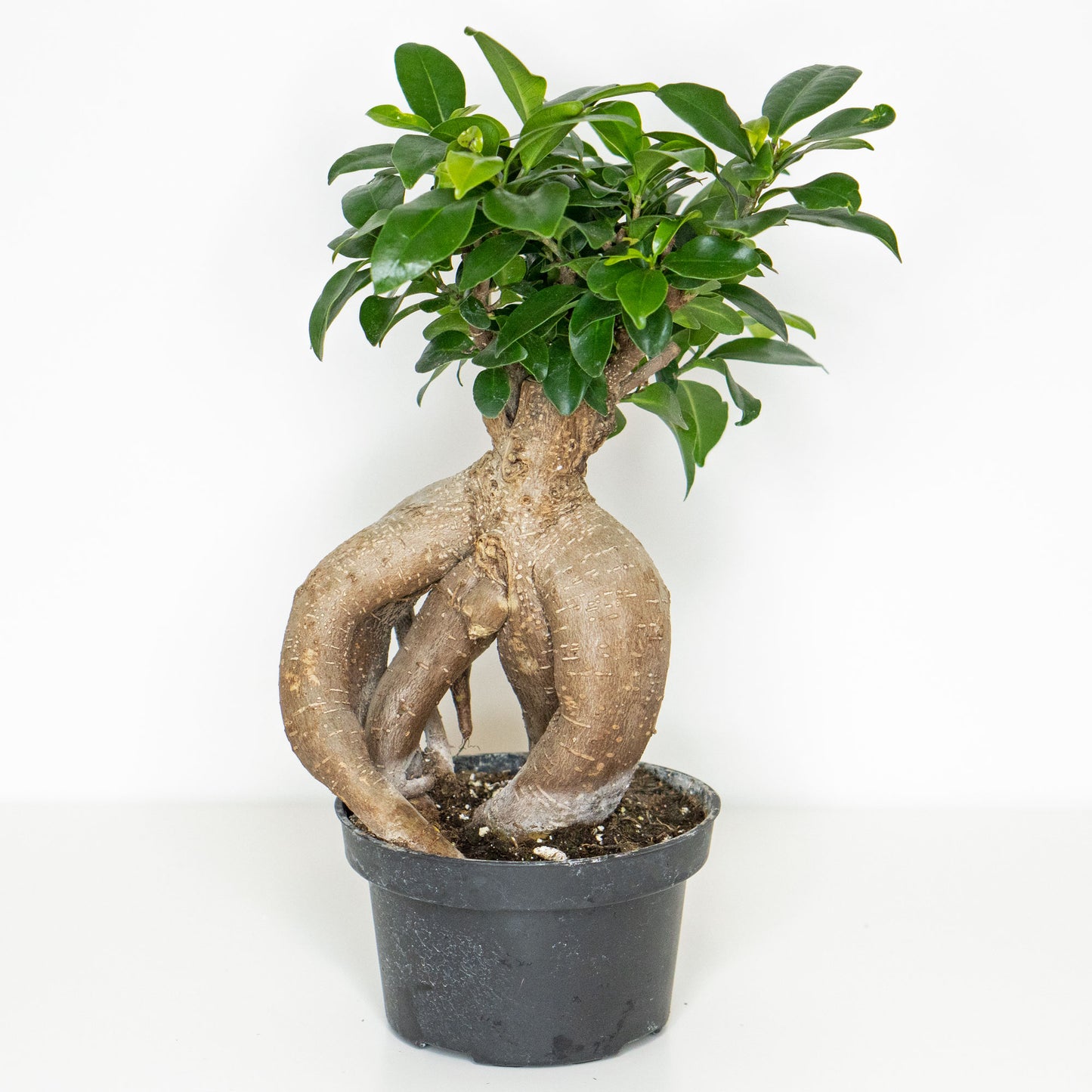 Potted Rare Houseplant Bonsai Ficus Retusa 6” - Buy repotted rare indoor plant Bonsai Ficus Retusa for delivery at Planteia