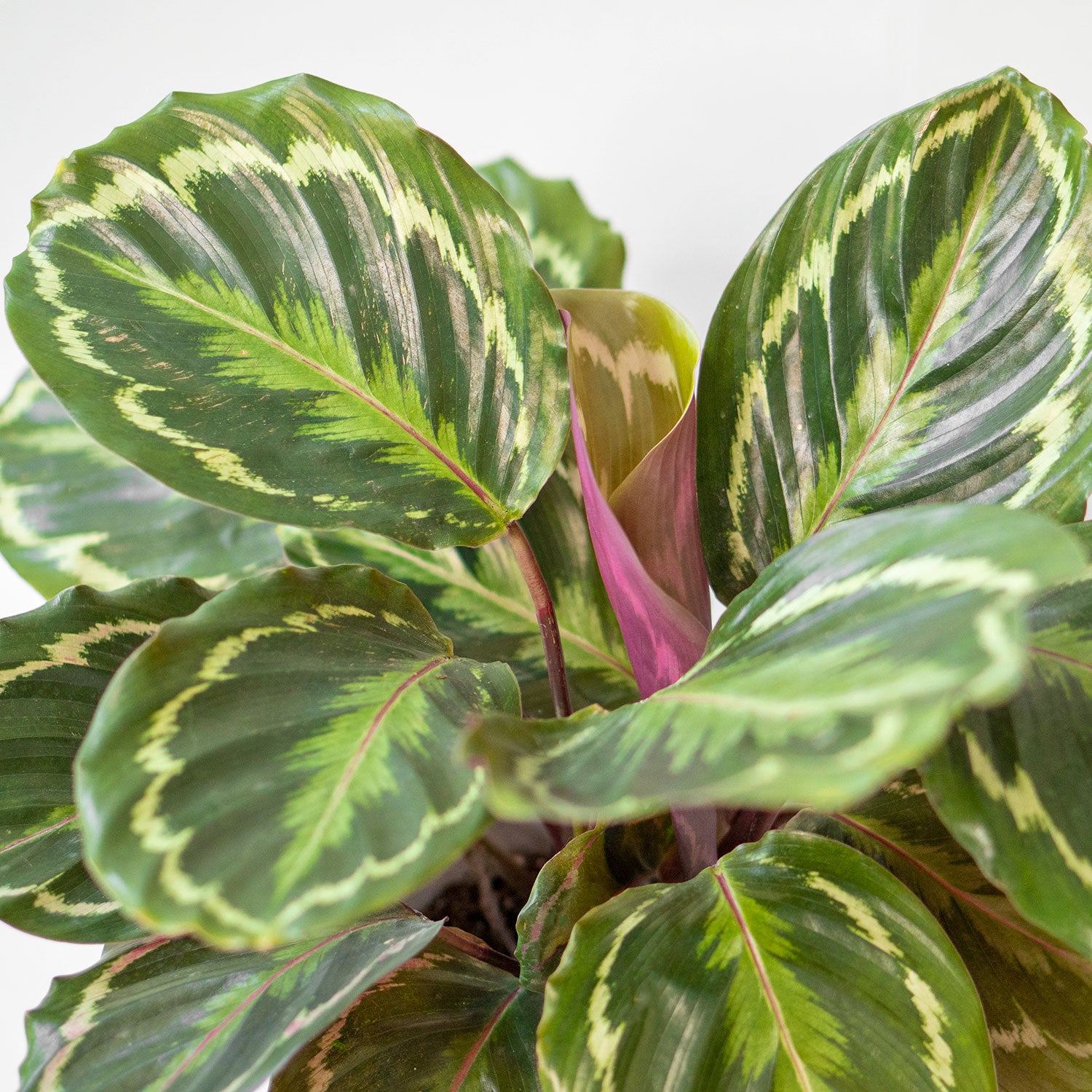 Leaves of Potted Prayer Plant - Top Quality Houseplant Calathea Medallion 6” - Buy repotted indoor plant Calathea Medallion Roseopicta for delivery at Planteia