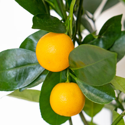 Fruits of Potted Citrus Calamondin - Shop Houseplant Citrofortunella Citrus Calamondin 6” - Buy repotted indoor plant Citrus Calamansi for delivery at Planteia